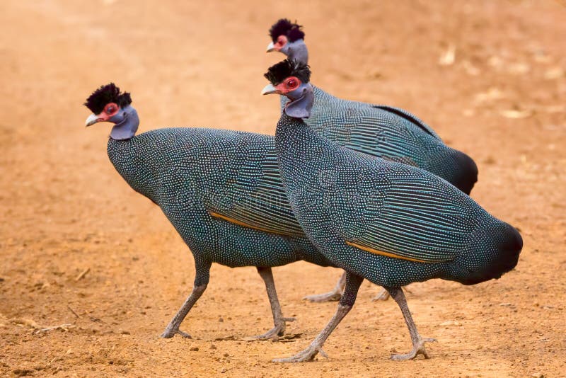 Pucherani Crestato Di Guttera - Di Guineafowl Fotografia Stock - Immagine di fauna, gallinacei: 78594302