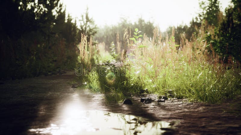 Puddles and mud and green grass on a dirt road vector illustration