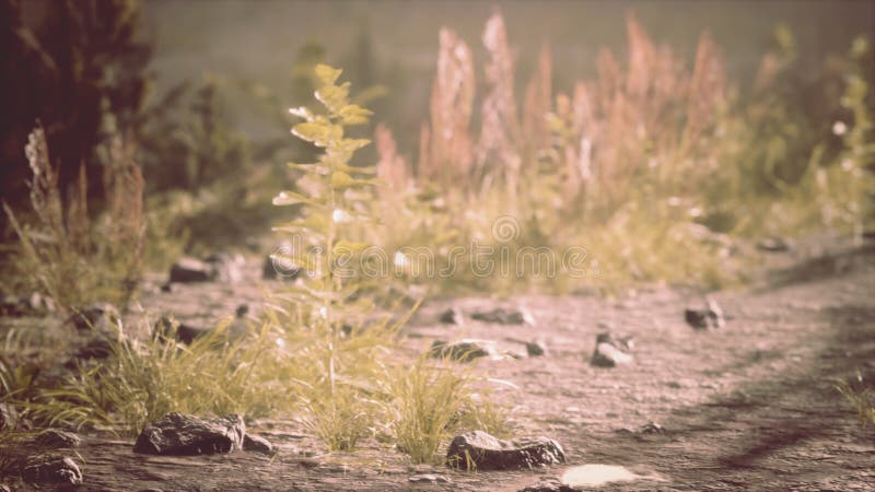 Puddles and mud and green grass on a dirt road royalty free illustration