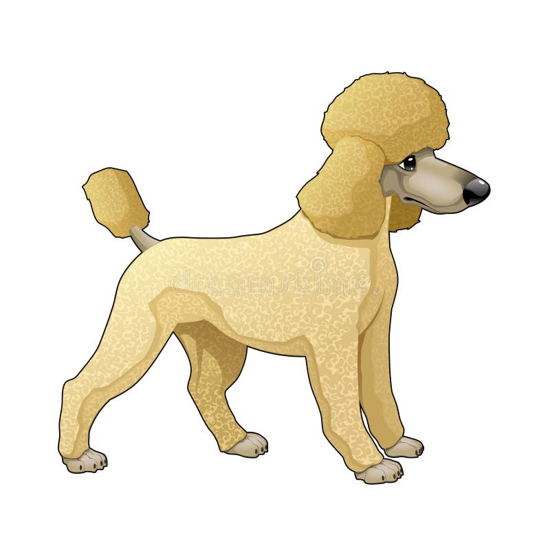 Pudel vektor abbildung. Illustration von hund, abbildung - 38400287