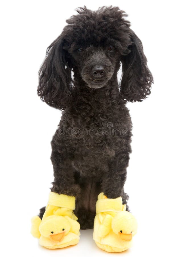 dog duck slippers