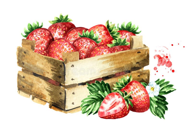 Pudełko z dojrzałymi truskawkami Akwareli ręka rysująca ilustracja, odizolowywająca na białym tle, royalty ilustracja Pudełko z dojrzałymi truskawkami Akwareli ręka rysująca ilustracja, odizolowywająca na białym tle, royalty ilustracja