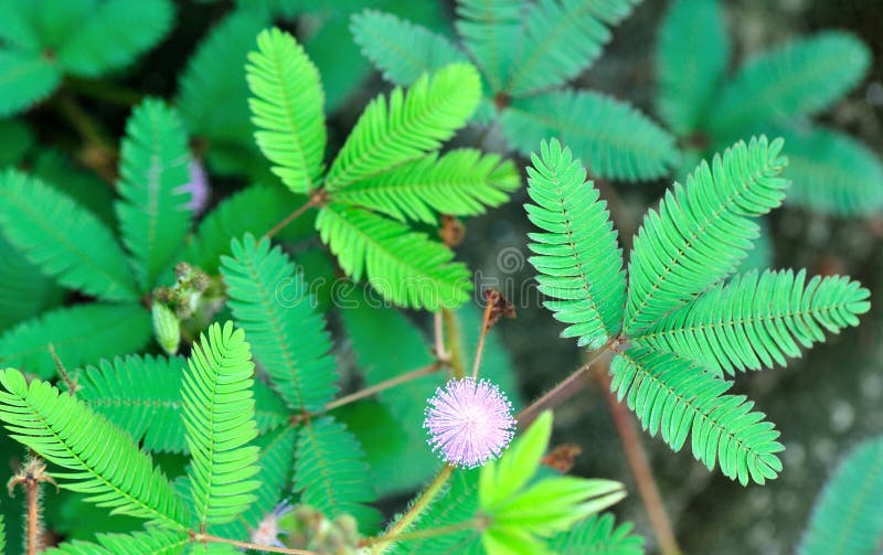 Pudica mimosa wild flower stock photography Pudica mimosa wild flower stock photography