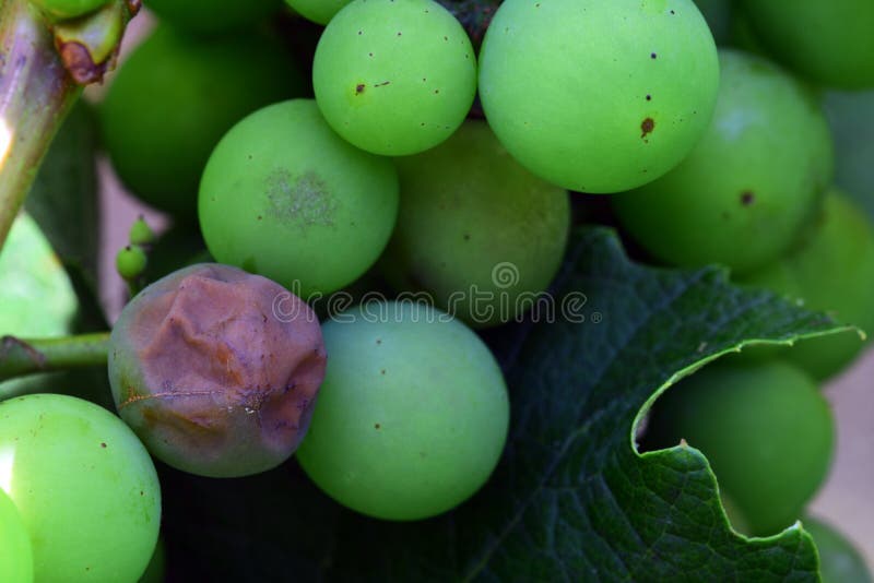 Rota Cayendo En Fotos De Stock Fotos Libres De Regal as De Dreamstime rota-cayendo-en-fotos-de-stock-fotos-libres-de-regal-as-de-dreamstime