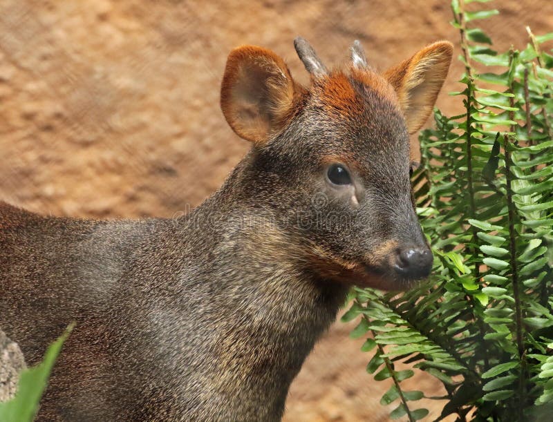 Pudu