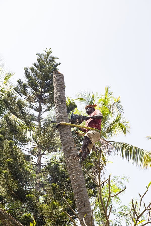 Coconut Tree Trimming Stock Photos - Free & Royalty-Free Stock