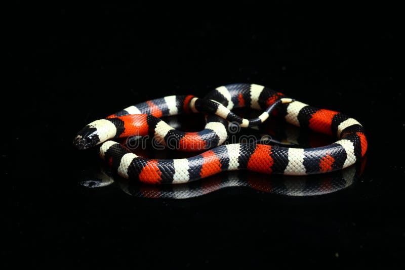 pueblan milksnake care pueblan milksnake care