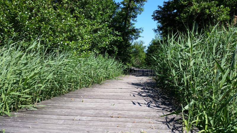 Puente de madera con las cañas jovenes imágenes de archivo libres de regalías Puente de madera con las cañas jovenes imágenes de archivo libres de regalías