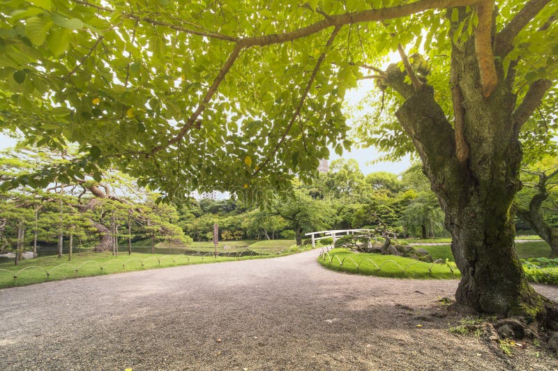 Puente japonés rodeado por los pinos, los arces y la cereza hermosos imagen de archivo Puente japonés rodeado por los pinos, los arces y la cereza hermosos imagen de archivo