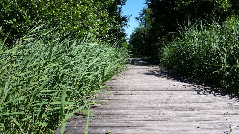 Puente natural y de madera con las cañas verdes jovenes imagenes de archivo Puente natural y de madera con las cañas verdes jovenes imagenes de archivo