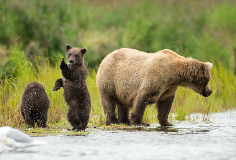 Alaskan brown bear sow and cub feeding on salmon in Brooks River at Katmai National Park in Alaska. Alaskan brown bear sow and cub feeding on salmon in Brooks River at Katmai National Park in Alaska.