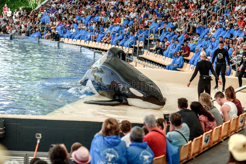 TENERIFE, SPAIN - April: water shows with killer whales in Loro Park Loro Parque on april 2017 Tenerife, Spane. `Loro Park` one of the most famous amusement parks in Europe. TENERIFE, SPAIN - April: water shows with killer whales in Loro Park Loro Parque on april 2017 Tenerife, Spane. `Loro Park` one of the most famous amusement parks in Europe.