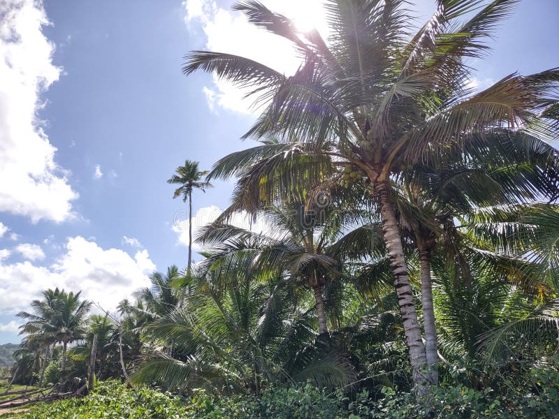 Playa Espinar Aguada Puerto Rico Jungle Stock Photo Image of mariana