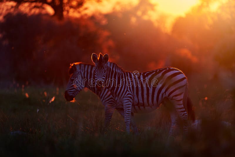 Puesta de sol de cebra de vida salvaje. hierba floral con luz de fondo matutino en el campo pradera con zebra okavago delta botswana en áfrica. puesta de sol en la vida natural en botswana. viaje de áfrica