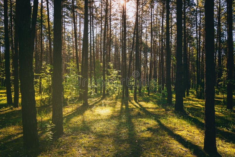 Puesta de sol o amanecer en un pinar con lirios del valle. el sol entre los pinos. estética de película vintage