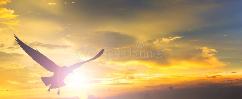 Puesta del sol con el vuelo del pájaro fotos de archivo libres de regalías Puesta del sol con el vuelo del pájaro fotos de archivo libres de regalías