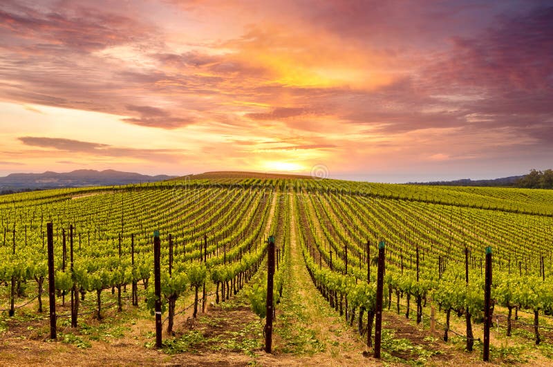 Puesta del sol de la primavera de los viñedos de Napa Valley