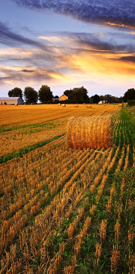 Puesta del sol de oro sobre campo de granja fotografía de archivo Puesta del sol de oro sobre campo de granja fotografía de archivo