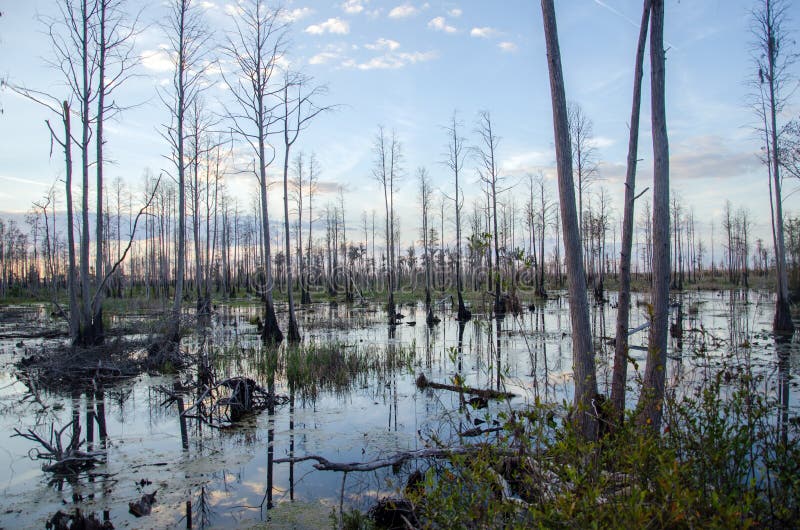 Puesta del sol del pantano de Okefenokee foto de archivo Puesta del sol del pantano de Okefenokee foto de archivo
