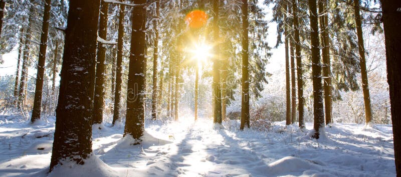 Puesta del sol en abetos del invierno del bosque del invierno en bosque alemán imagen de archivo libre de regalías Puesta del sol en abetos del invierno del bosque del invierno en bosque alemán imagen de archivo libre de regalías