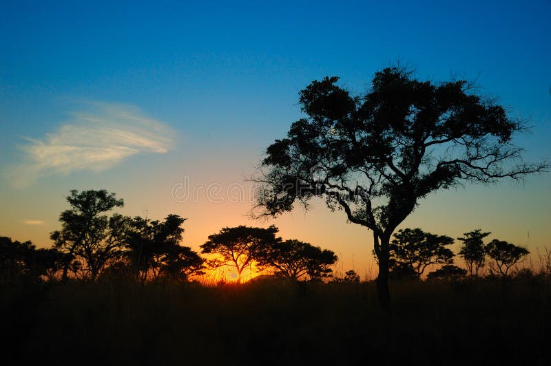 Puesta del sol en el arbusto africano (Suráfrica)