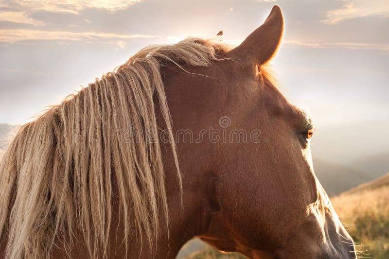 Puesta del sol en fondo de la naturaleza de las montañas Caballo en el prado del verano imágenes de archivo libres de regalías Puesta del sol en fondo de la naturaleza de las montañas Caballo en el prado del verano imágenes de archivo libres de regalías