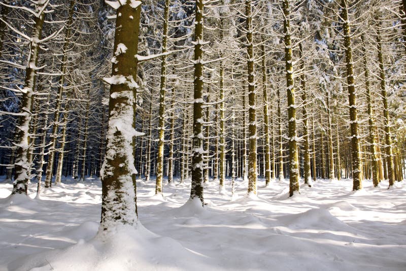 Puesta del sol en un bosque alemán del invierno imágenes de archivo libres de regalías Puesta del sol en un bosque alemán del invierno imágenes de archivo libres de regalías