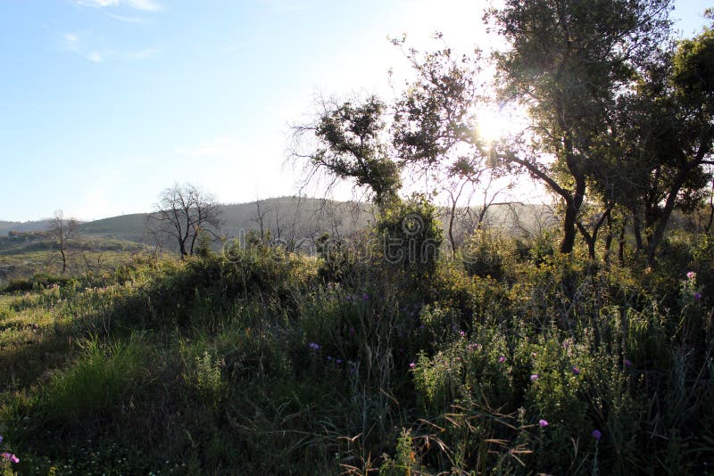 Puesta del sol en un prado fotografía de archivo libre de regalías Puesta del sol en un prado fotografía de archivo libre de regalías