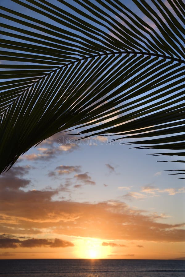 Puesta del sol enmarcada por la palma, Maui. fotografía de archivo Puesta del sol enmarcada por la palma, Maui. fotografía de archivo