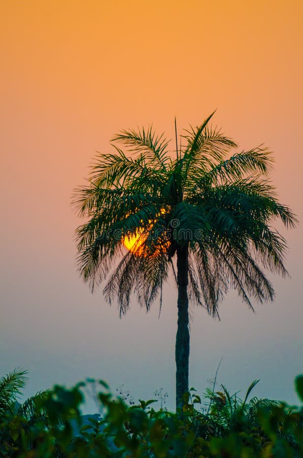 Puesta del sol hermosa con el sol que entra abajo en la palmera alta que se pega fuera del bosque, Guinea, África occidental foto de archivo Puesta del sol hermosa con el sol que entra abajo en la palmera alta que se pega fuera del bosque, Guinea, África occidental foto de archivo
