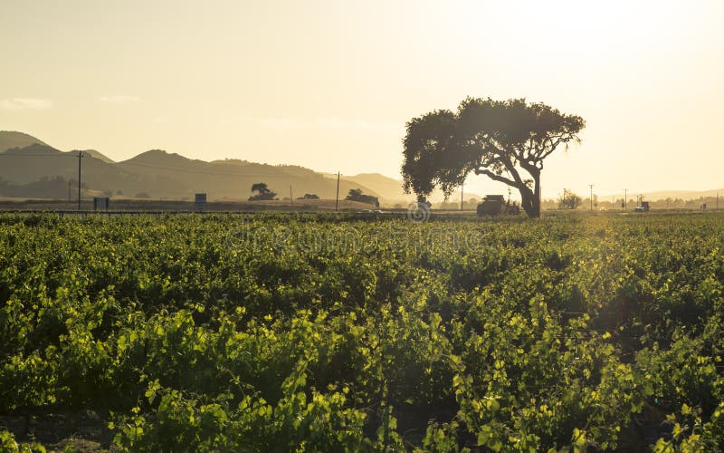 Puesta del sol sobre filas de los viñedos enormes en una ladera, Napa Valley foto de archivo Puesta del sol sobre filas de los viñedos enormes en una ladera, Napa Valley foto de archivo