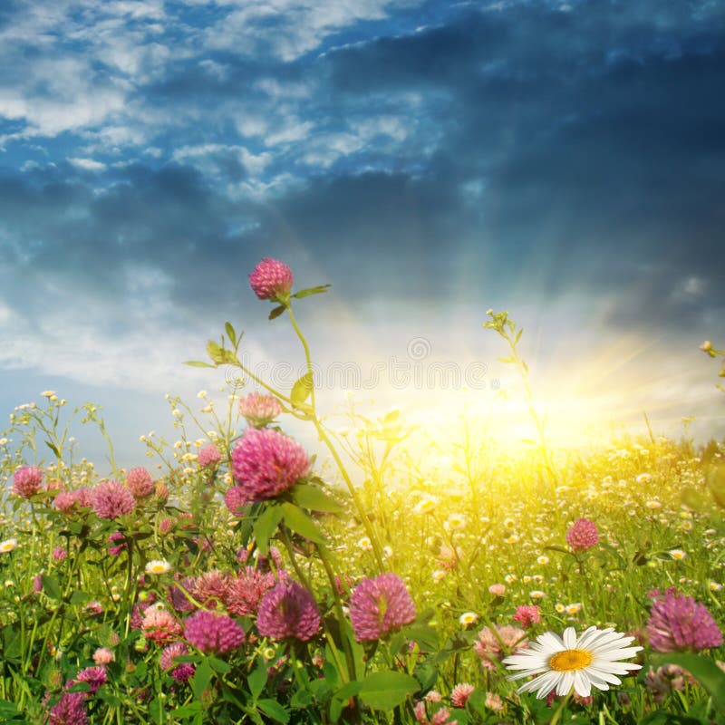 Puesta Del Sol Sobre Un Campo De Flor. Imagen de archivo - Imagen de brillante, pista: 13112647 Puesta Del Sol Sobre Un Campo De Flor. Imagen de archivo - Imagen de brillante, pista: 13112647