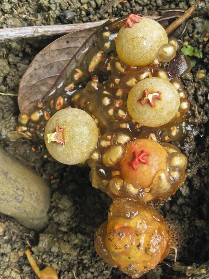 Puffball Calostoma Mushrooms