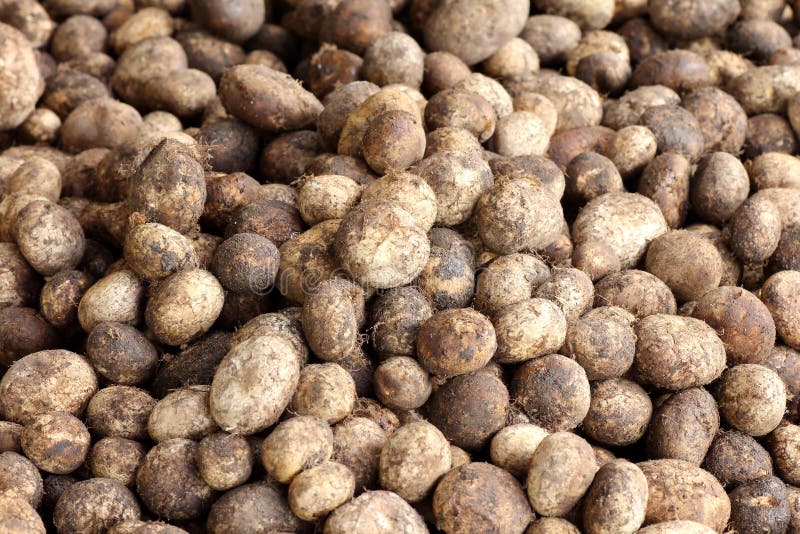 Mushroom, Thai Truffles, Scientific Name Astraeus Hygrometricus Hed