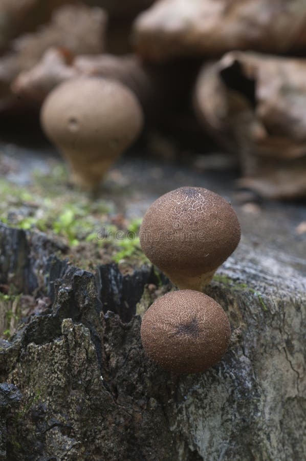 Puffball Mushrooms on a Stump Stock Photo Image of moss, color 101004564