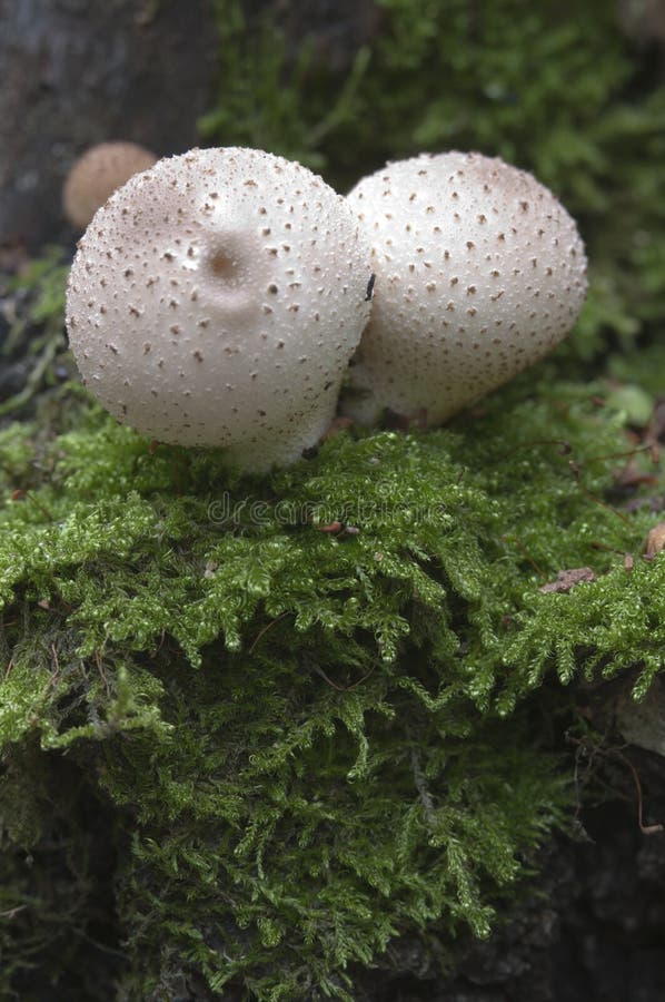 Puffball Mushrooms on a Stump Stock Image Image of wood, small 59634459