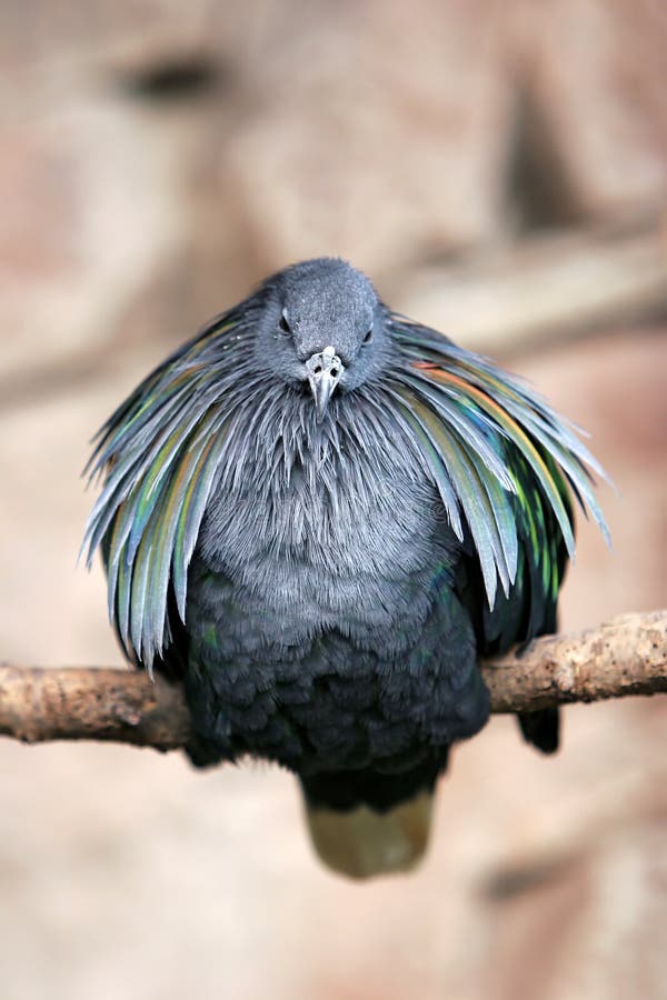 Puffed Bird on perch stock image. Image of feathers, round 170875