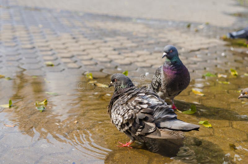 Puffed pigeon in water royalty free stock photo Puffed pigeon in water royalty free stock photo