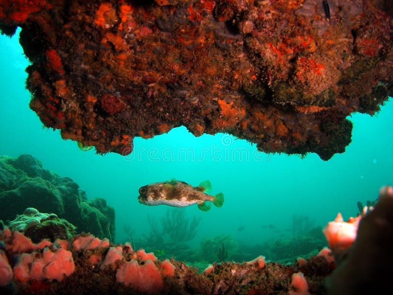 Puffer Fish stock photo. Image of close, puffer, coral 10040306