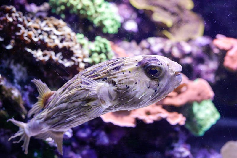 Puffer Fish Inside an Aquarium Stock Image Image of animal, fish