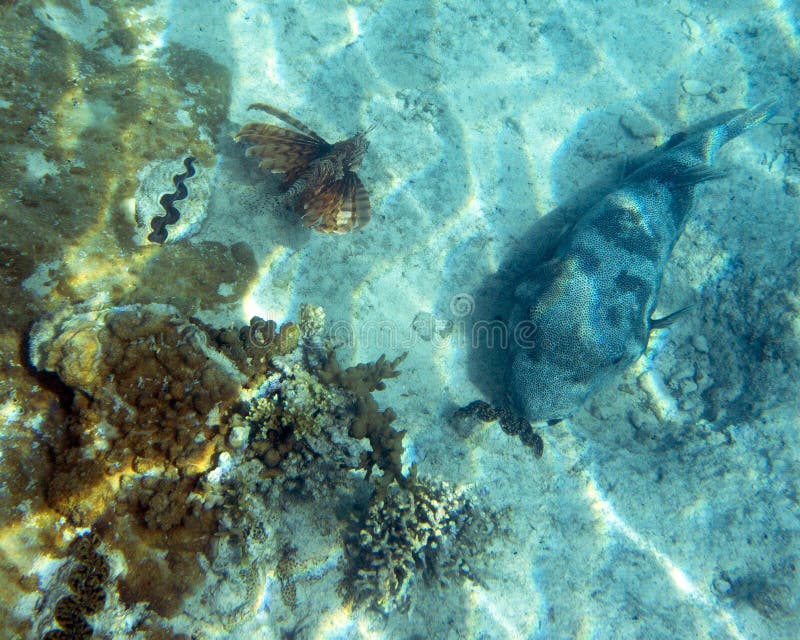 A Puffer Fish and a Scoprion Fish Stock Photo Image of natural