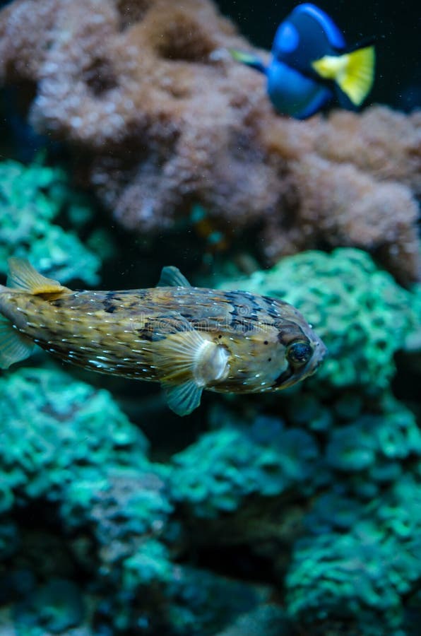 Young puffer fish stock image. Image of colourful, resting 33069113