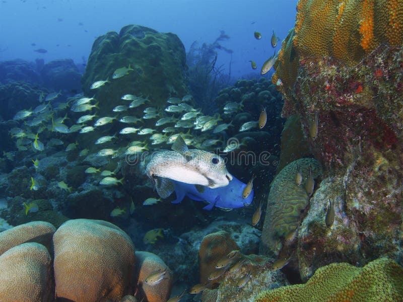 School of fish with pufferfish and large blue parrotfish in the foreground, Bonaire, Netherlands Antilles. School of fish with pufferfish and large blue parrotfish in the foreground, Bonaire, Netherlands Antilles.