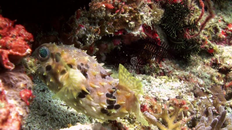 Pufferfisk som bort trutas och därefter blåsas bubblor kopierar vektorn för text för avstånd för seaweeds för havet för fiskillus arkivfilmer