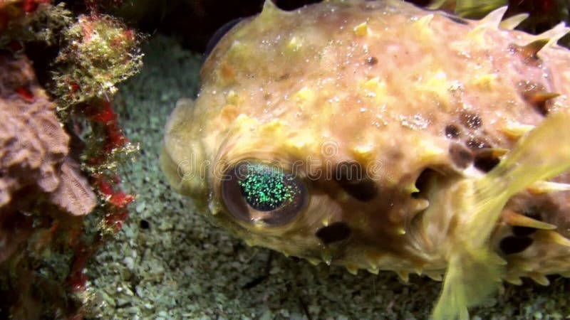 Pufferfisk som bort trutas och därefter blåsas bubblor kopierar vektorn för text för avstånd för seaweeds för havet för fiskillus stock video