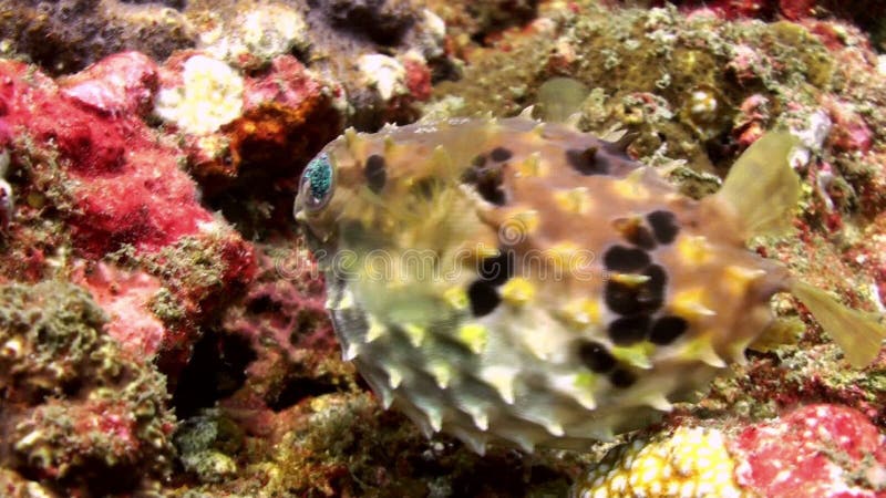 Pufferfisk som bort trutas och därefter blåsas bubblor kopierar vektorn för text för avstånd för seaweeds för havet för fiskillus arkivfilmer