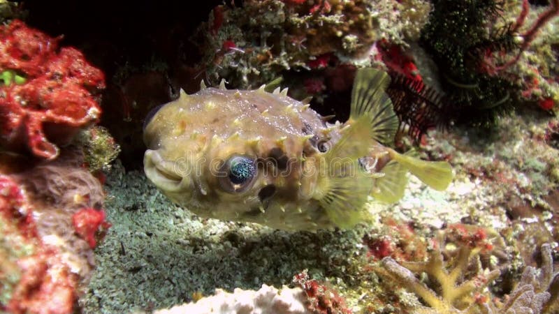Pufferfisk som bort trutas och därefter blåsas bubblor kopierar vektorn för text för avstånd för seaweeds för havet för fiskillus lager videofilmer