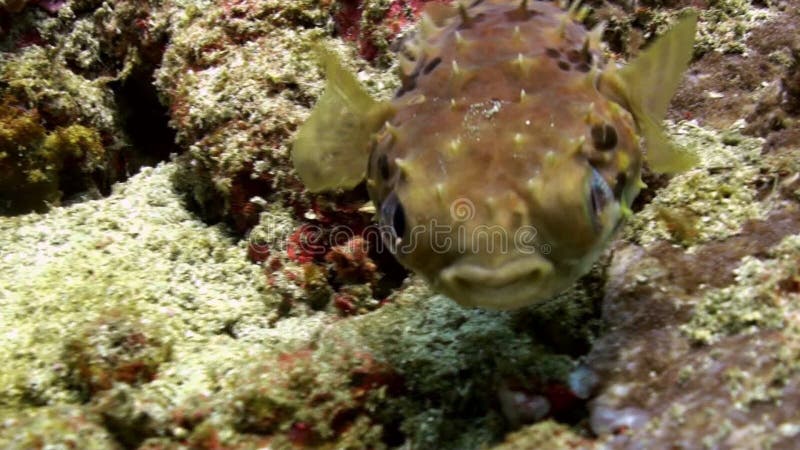 Pufferfisk som bort trutas och därefter blåsas bubblor kopierar vektorn för text för avstånd för seaweeds för havet för fiskillus arkivfilmer