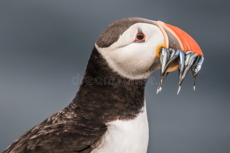 Puffin with Sandeels on Staple Island, Northumberland