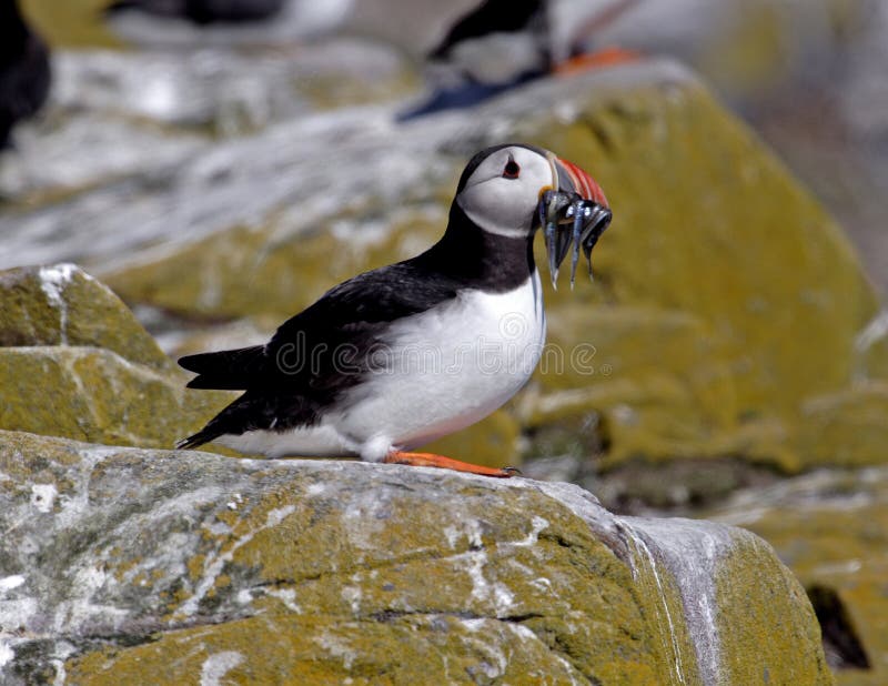 puffin στοκ φωτογραφίες με δικαίωμα ελεύθερης χρήσης puffin στοκ φωτογραφίες με δικαίωμα ελεύθερης χρήσης